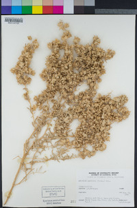 Atriplex canescens image