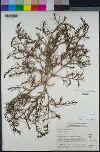 Salsola australis image