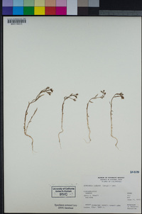 Downingia elegans image