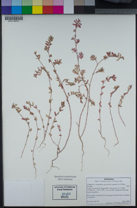 Euphorbia serpyllifolia var. hirtella image