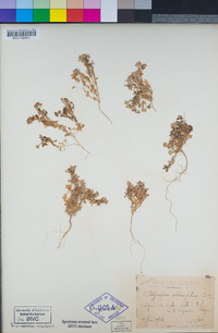 Image of Polycarpon alsinifolium