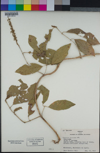 Combretum farinosum image