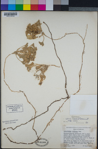 Convolvulus villosus image
