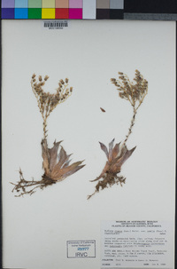 Dudleya cymosa image