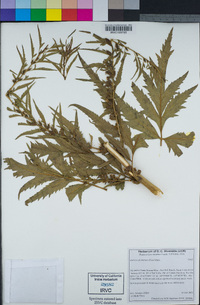 Datisca glomerata image