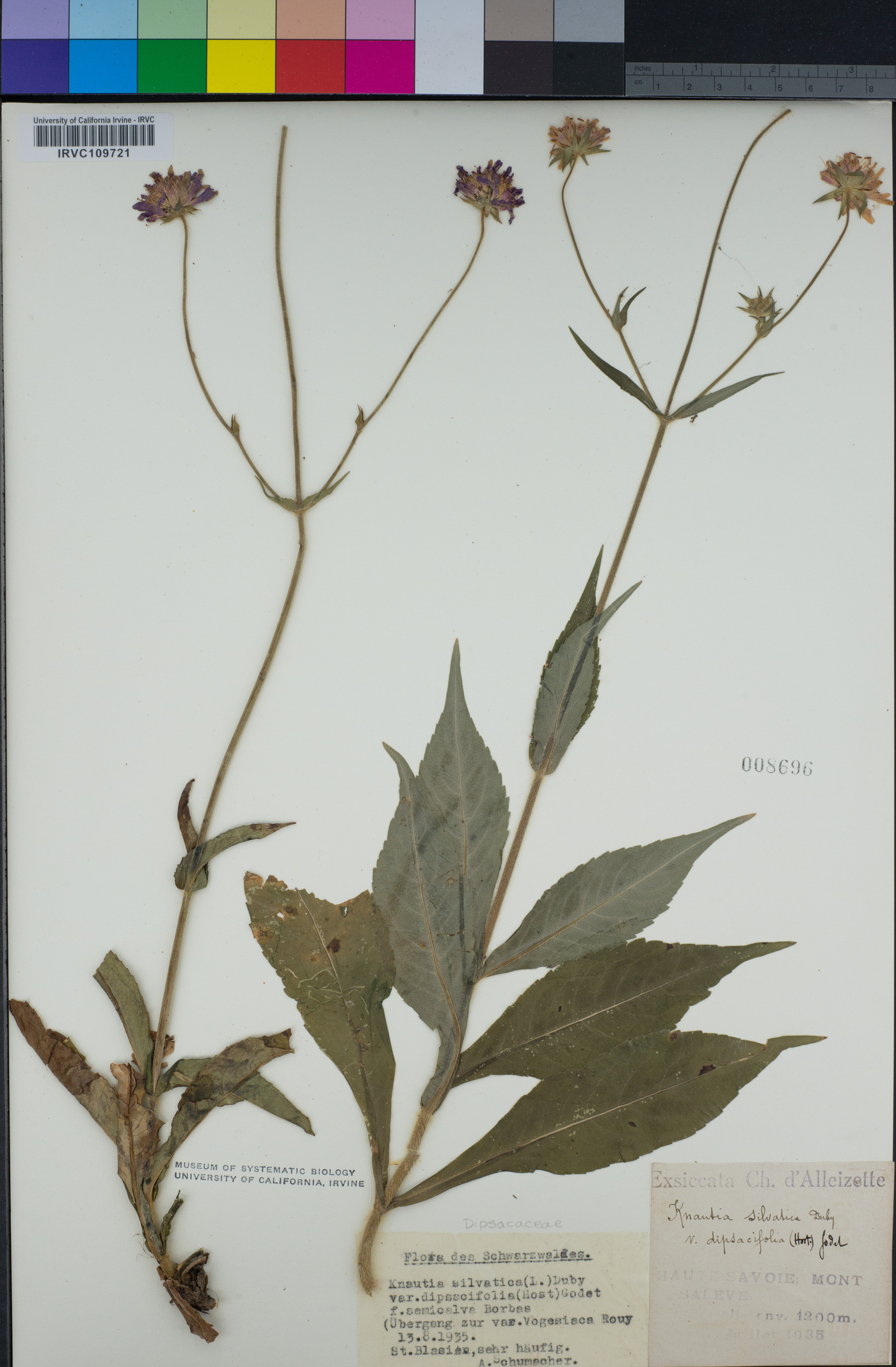 Knautia dipsacifolia subsp. dipsacifolia image