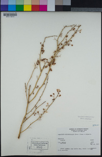 Parkinsonia microphylla image