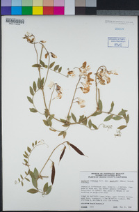 Lathyrus vestitus var. alefeldii image