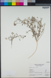 Acmispon argophyllus var. niveus image