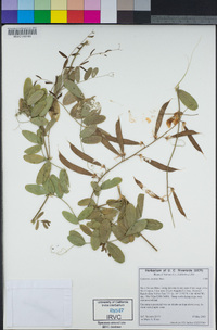 Lathyrus vestitus image