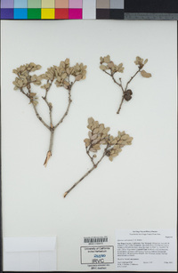 Quercus cedrosensis image