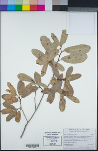 Quercus engelmannii image