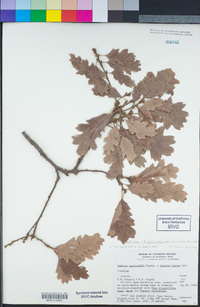 Quercus lobata image