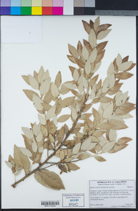 Quercus ilex image