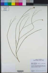 Bebbia juncea var. aspera image