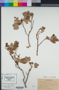 Ribes erythrocarpum image