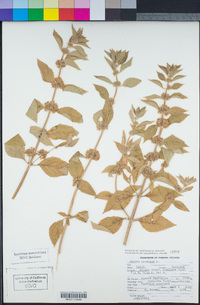 Mentha arvensis image