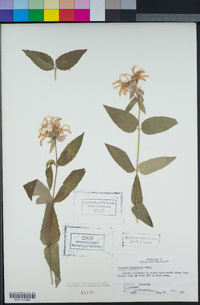 Image of Monarda russeliana