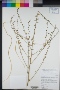 Hooveria parviflora image