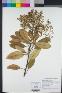 Heteromeles arbutifolia image