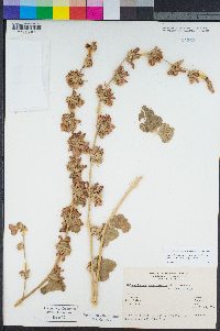 Malacothamnus fasciculatus image