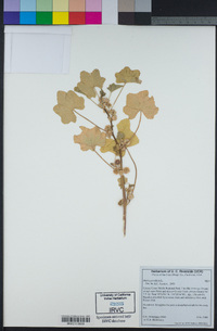 Malva parviflora image