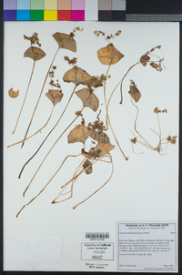 Claytonia perfoliata image