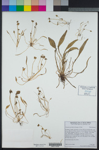 Claytonia parviflora image