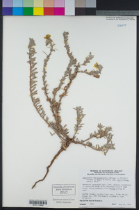 Camissoniopsis cheiranthifolia image