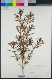 Diplacus aurantiacus image