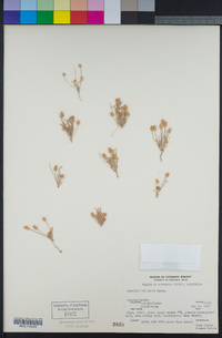 Plantago ovata image