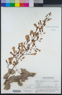 Penstemon spectabilis var. spectabilis image