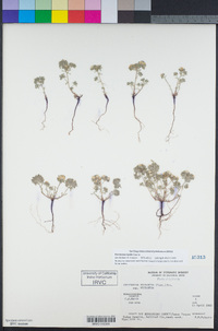 Eremocarya lepida image