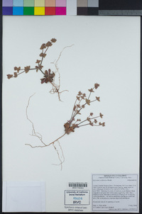 Mucronea californica image