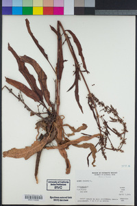 Rumex crispus image