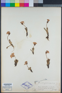 Image of Primula glutinosa