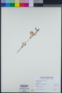 Image of Primula malacoides
