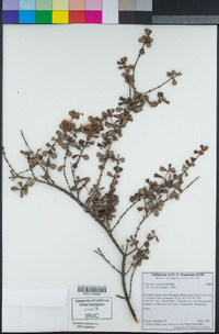 Ceanothus otayensis image