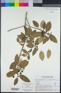 Frangula californica subsp. cuspidata image