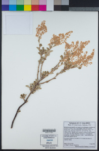 Holodiscus discolor var. glabrescens image