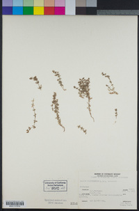 Galium californicum image