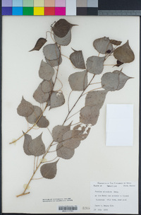 Image of Populus arizonica