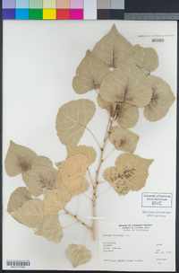 Populus fremontii image