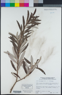 Salix lasiolepis image