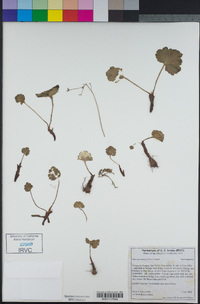 Jepsonia parryi image