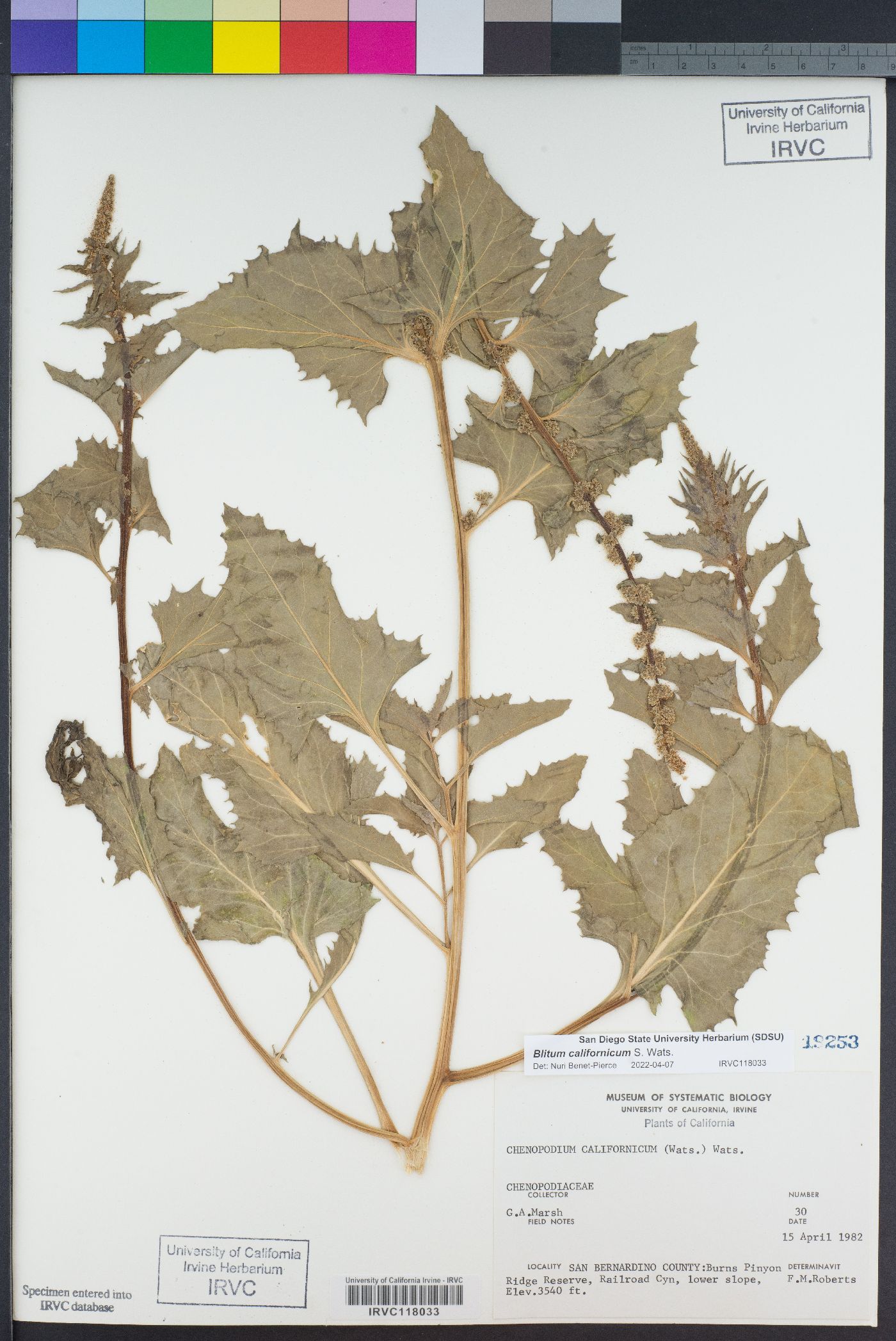 Chenopodium californicum image