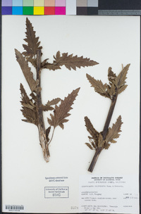 Scrophularia californica image