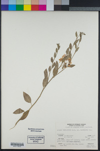 Solanum umbelliferum image