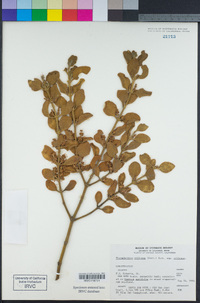 Phoradendron leucarpum image