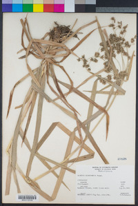 Scirpus microcarpus image